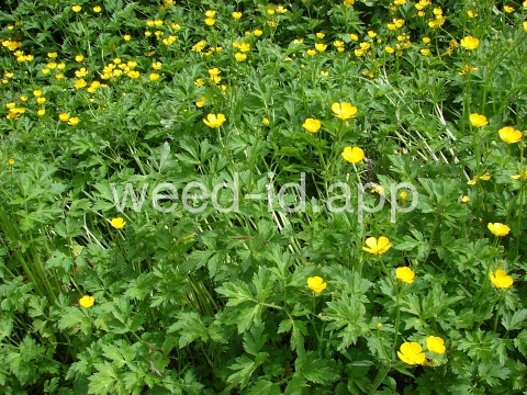 buttercup, creeping